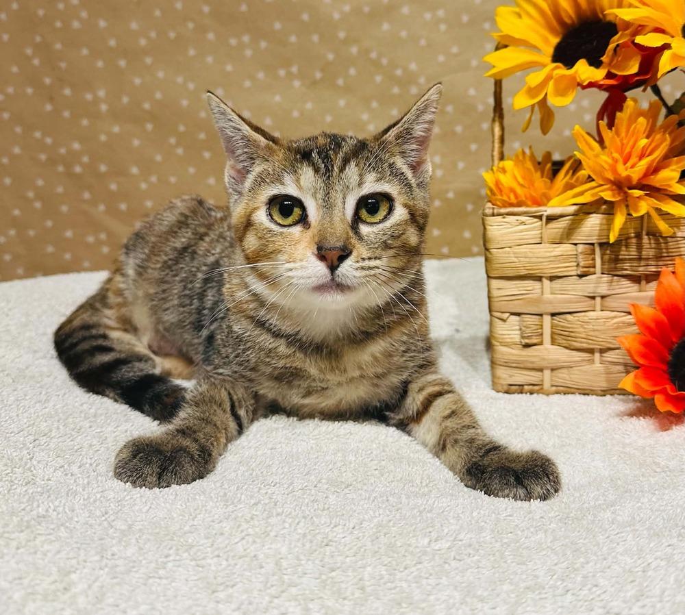 Enlarge Bet, a Adoptable mixed breed in Groveland, MA image 3/3