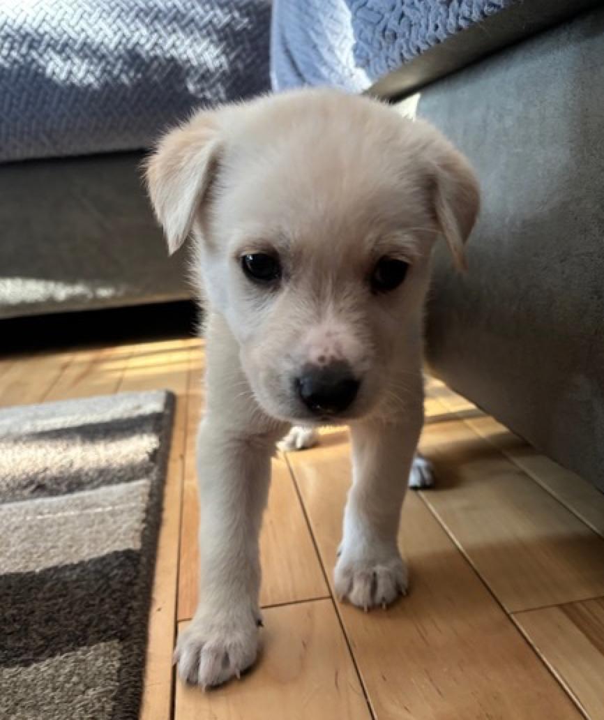 Enlarge Bear, an adopted mixed breed in Calgary, AB image 2/2