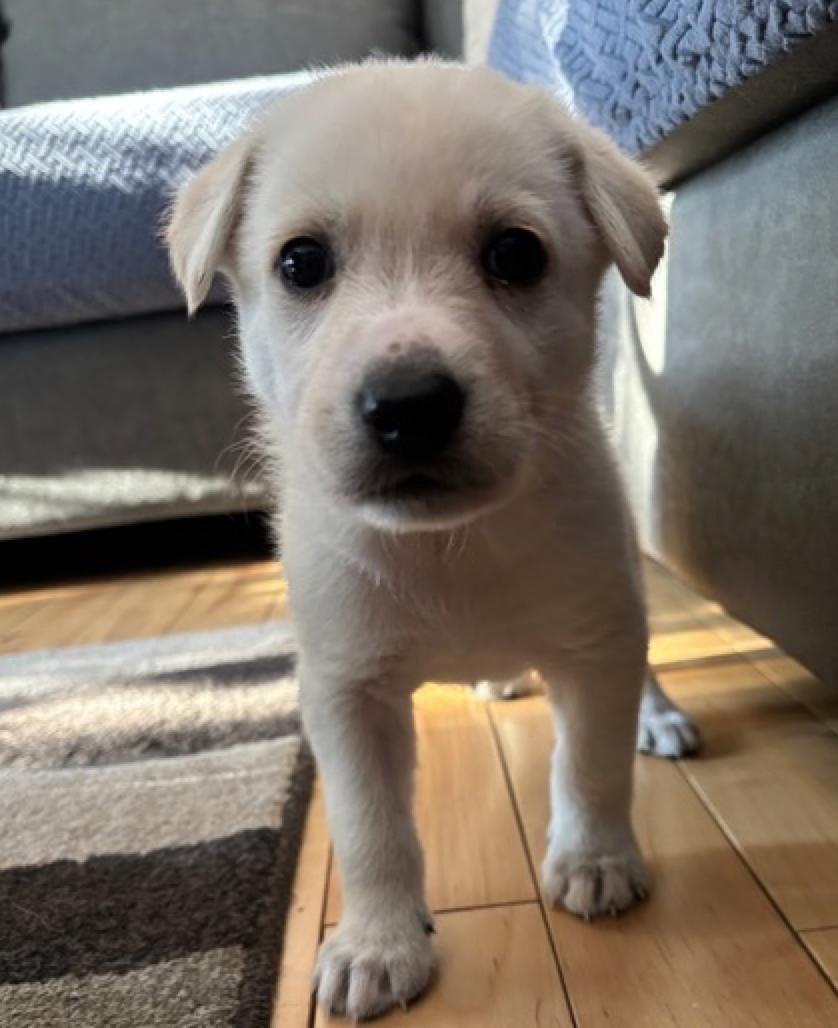 Enlarge Bear, an adopted mixed breed in Calgary, AB image 1/2
