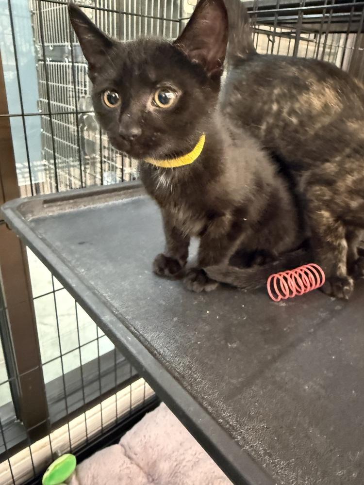 Enlarge Stuart, a Adoptable Domestic Short Hair in Taylor, PA image 1/1