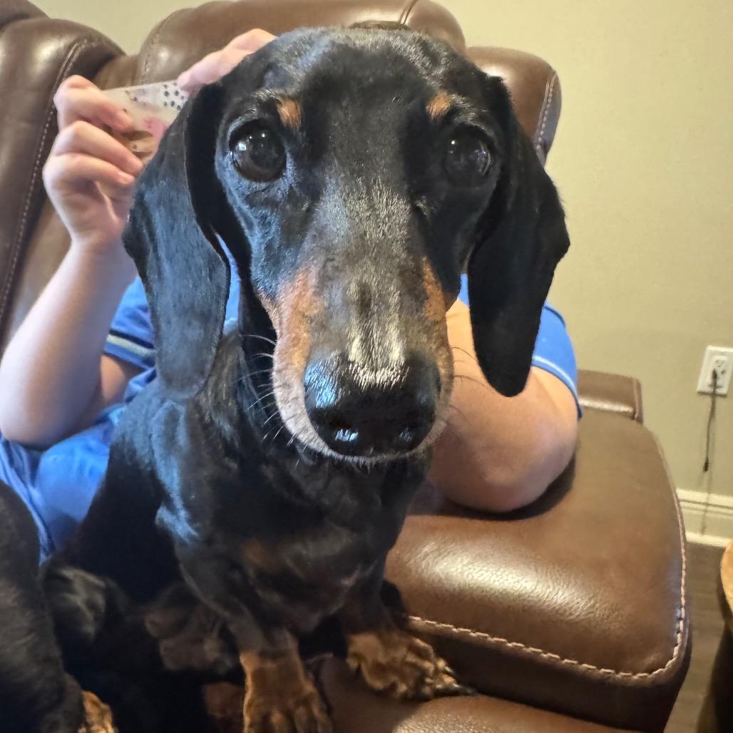 Rolo, Adoptable, Senior Male Dachshund.
