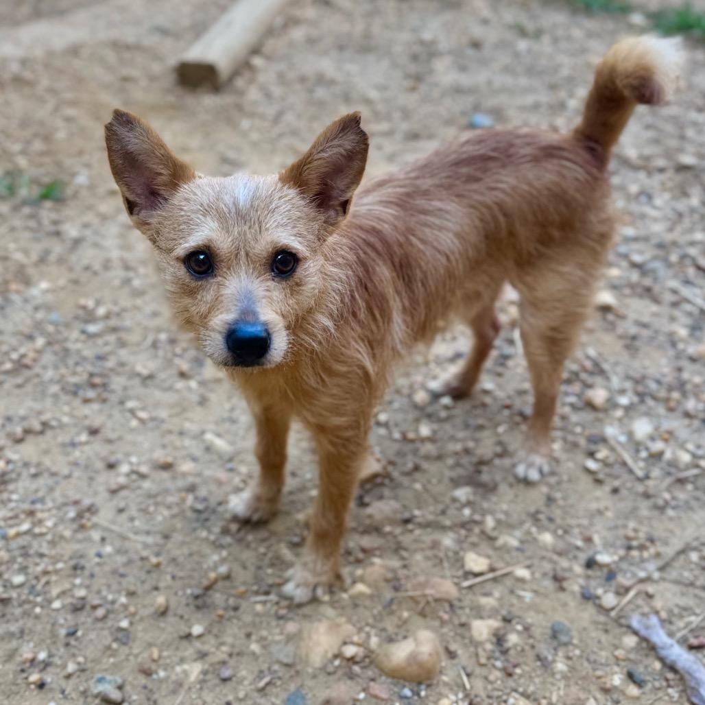 Firecracker, Adoptable, Adult Male Mixed Breed & Scottish Terrier.