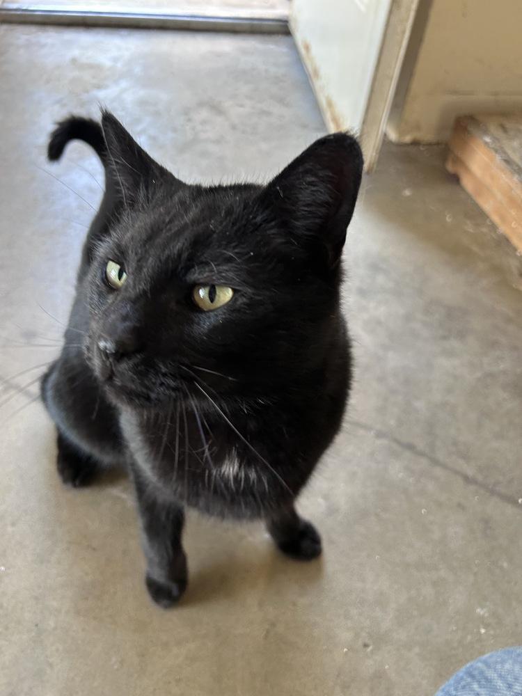 Storm, Adoptable, Adult Male Domestic Short Hair.