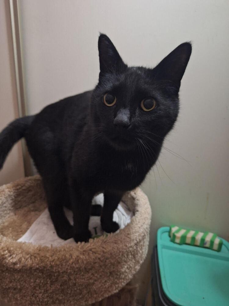 Enlarge Storm, a Adoptable mixed breed in Lancaster, CA image 2/6