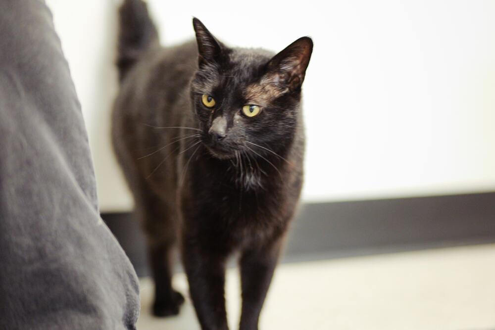 Enlarge Storm, a Adoptable mixed breed in Lancaster, CA image 3/6