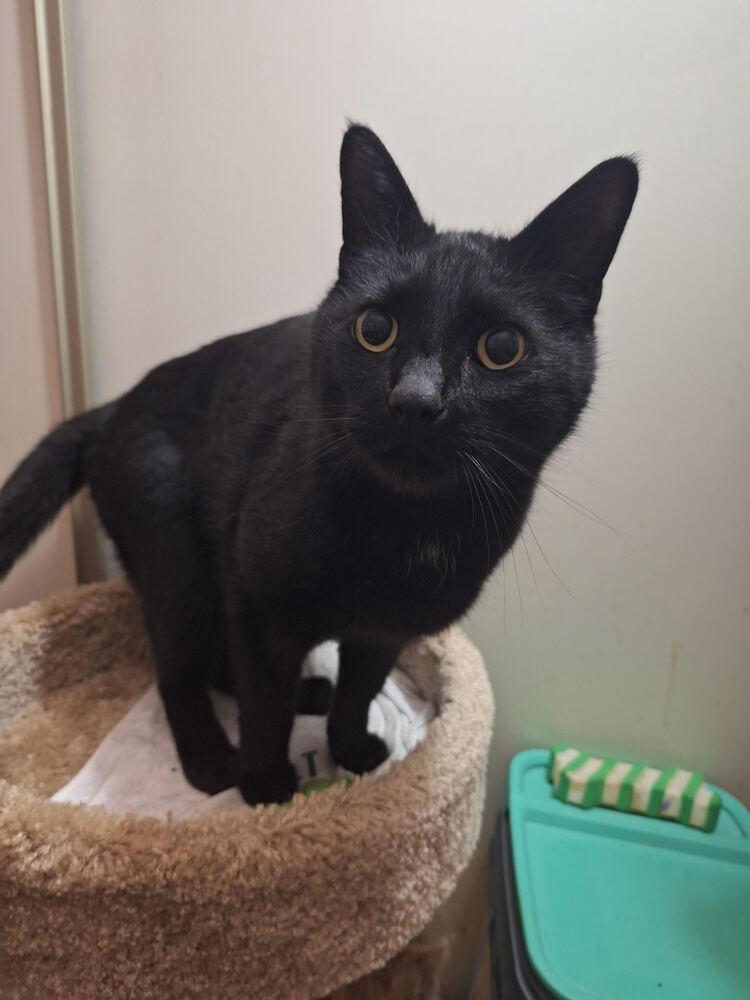 Enlarge Storm, a Adoptable mixed breed in Lancaster, CA image 5/6