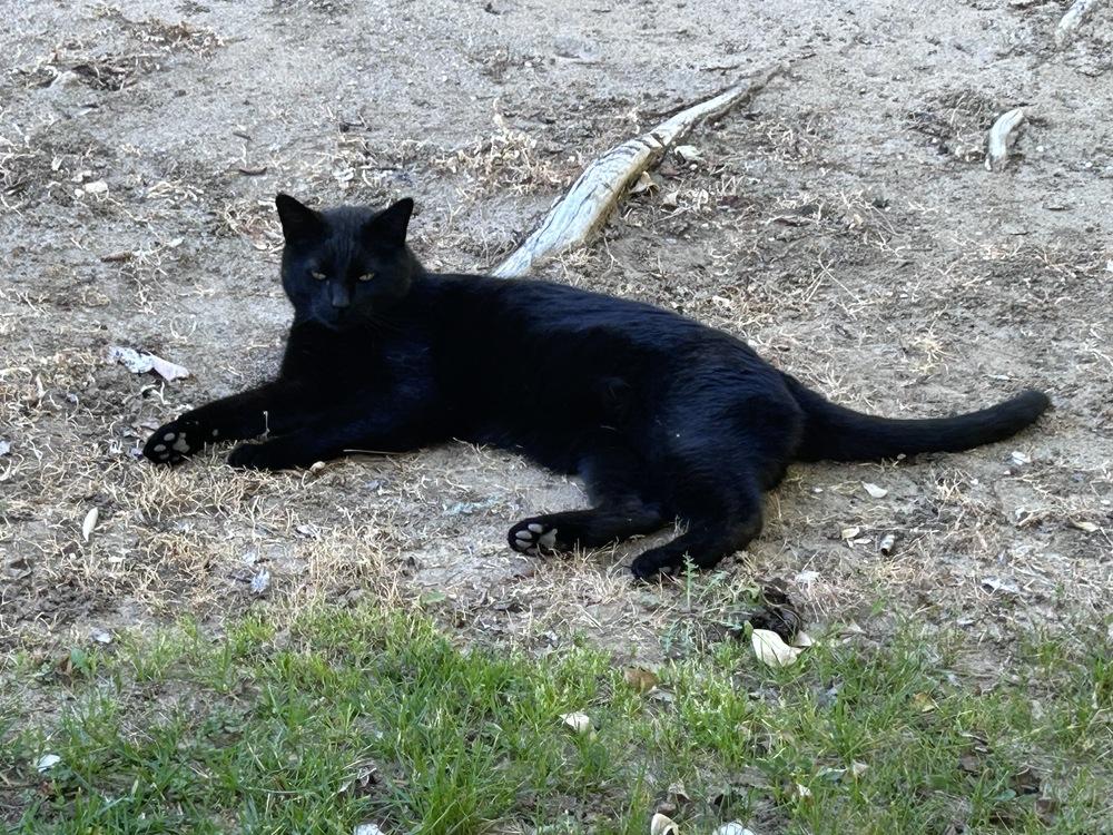 Enlarge Storm, a Adoptable mixed breed in Lancaster, CA image 6/6