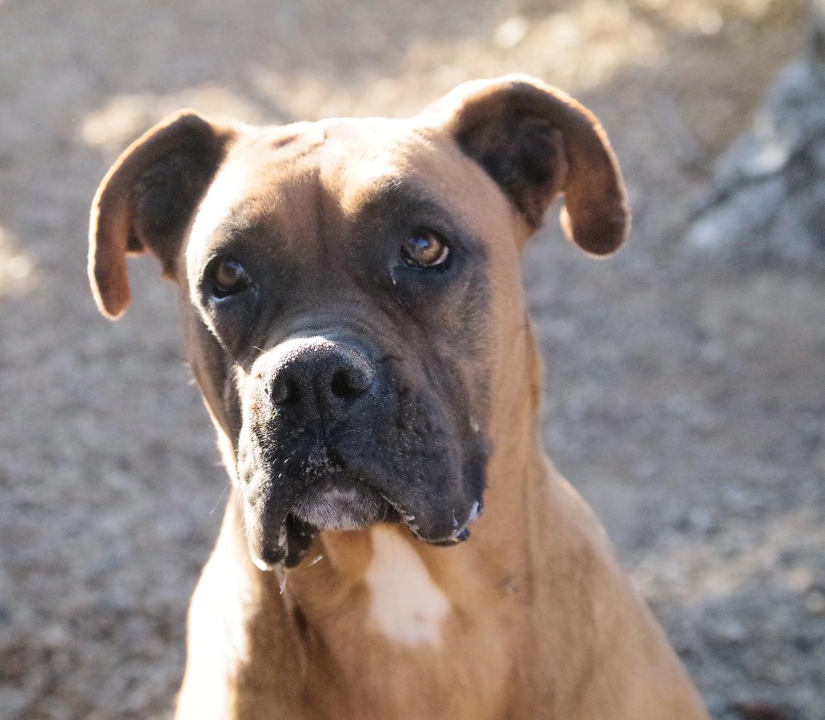 Enlarge JULES, a Adoptable Boxer in Kuna, ID image 4/5