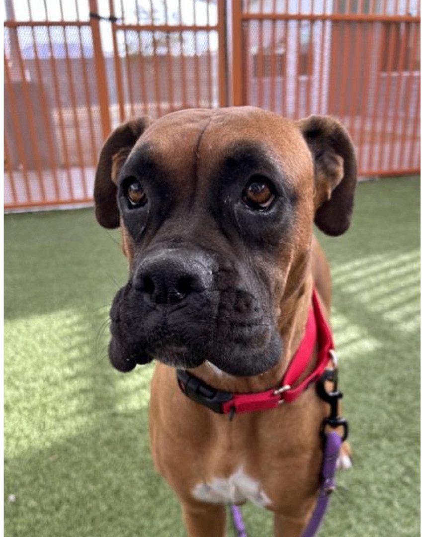 JULES, Adoptable, Adult Female Boxer.