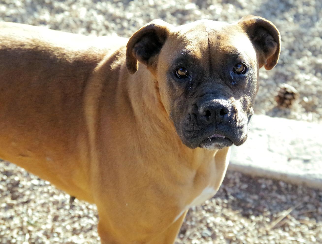 Enlarge JULES, a Adoptable Boxer in Kuna, ID image 3/5