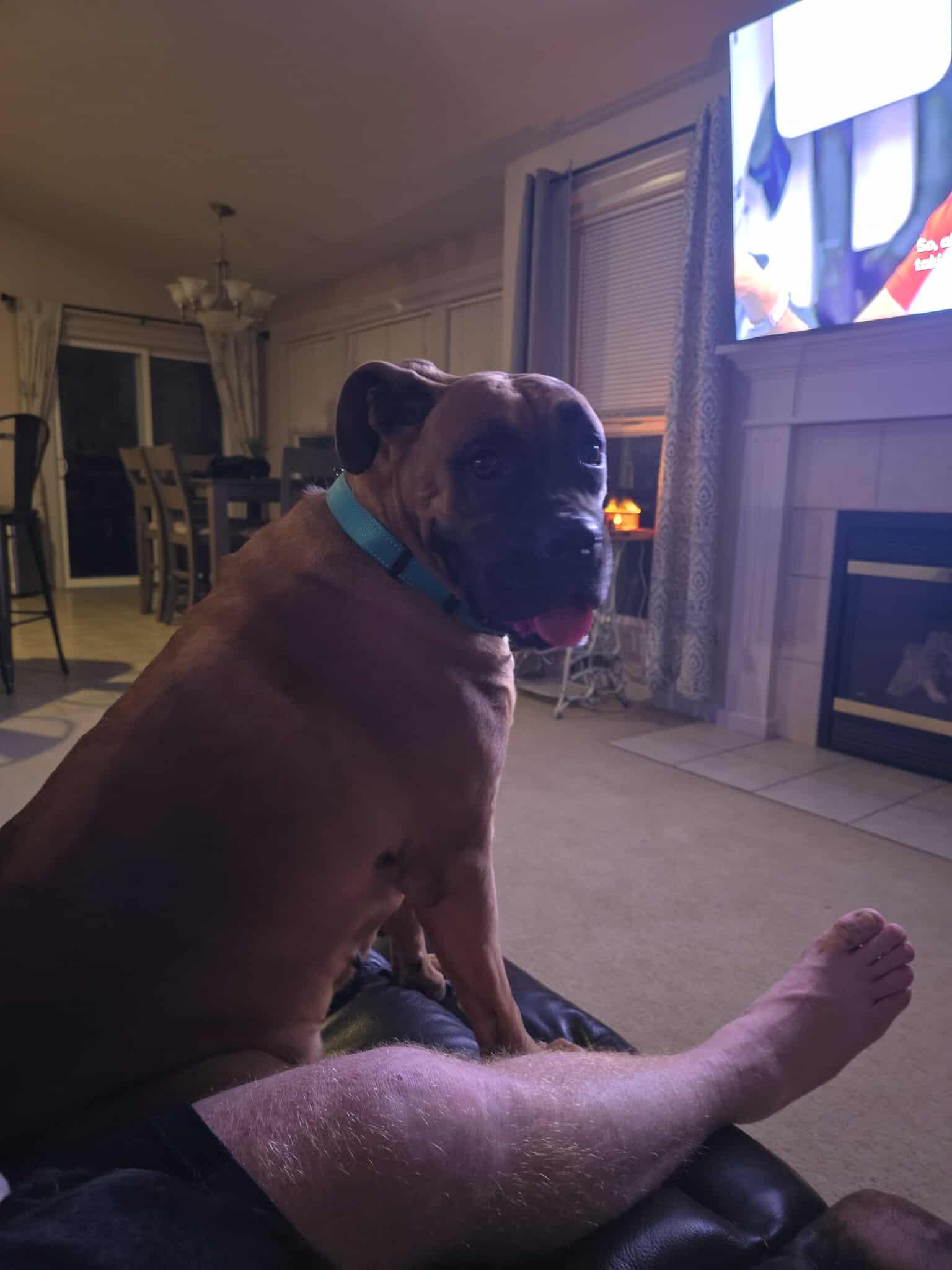 Enlarge JULES, a Adoptable Boxer in Kuna, ID image 5/5