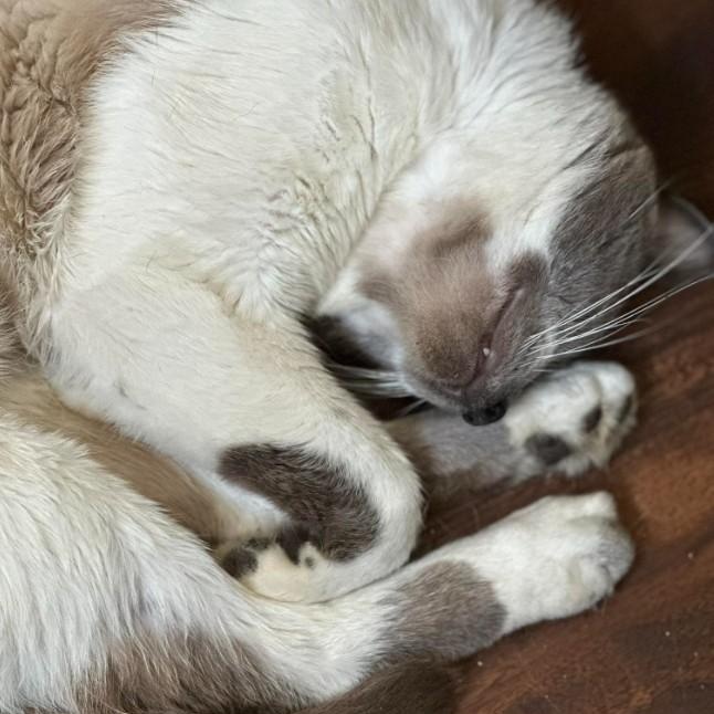 Enlarge Romeo, a Adoptable Siamese in Duette, FL image 2/4