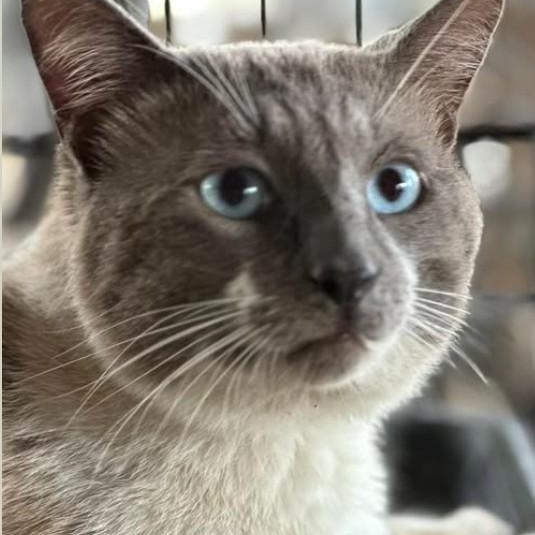 Enlarge Romeo, a Adoptable Siamese in Duette, FL image 3/4