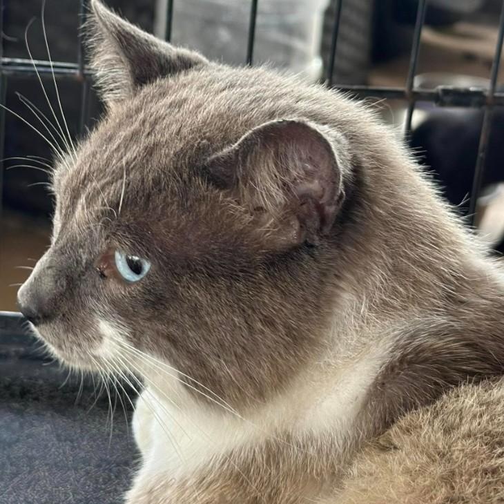 Enlarge Romeo, a Adoptable Siamese in Duette, FL image 1/4