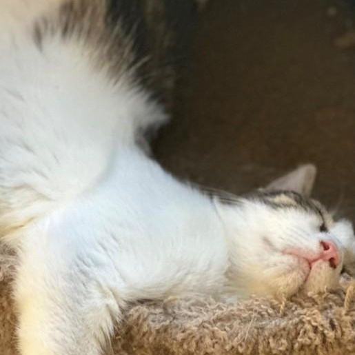 Enlarge Romeo, a Adoptable Siamese in Duette, FL image 4/4