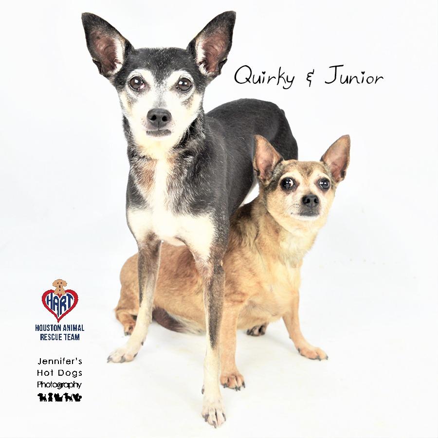 Enlarge Junior, a Adoptable Chihuahua in Hockley, TX image 2/3
