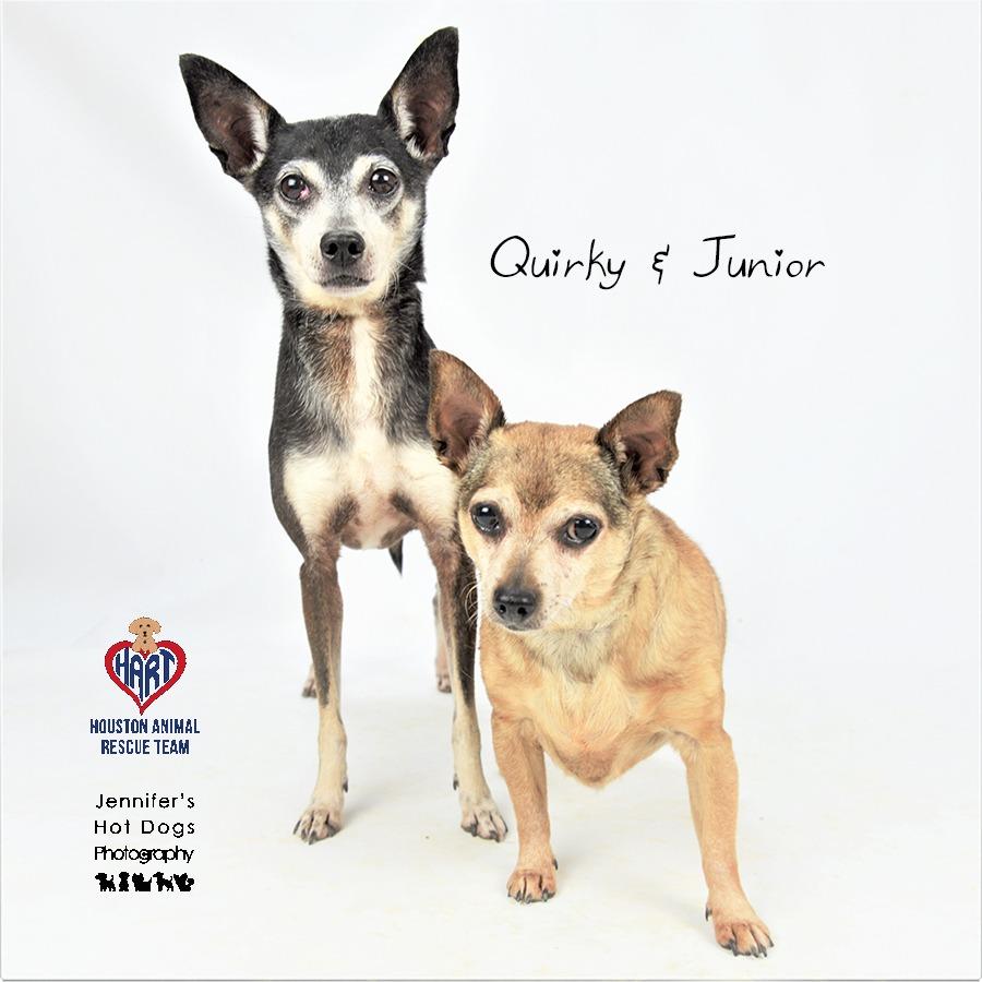 Enlarge Junior, a Adoptable Chihuahua in Hockley, TX image 3/3