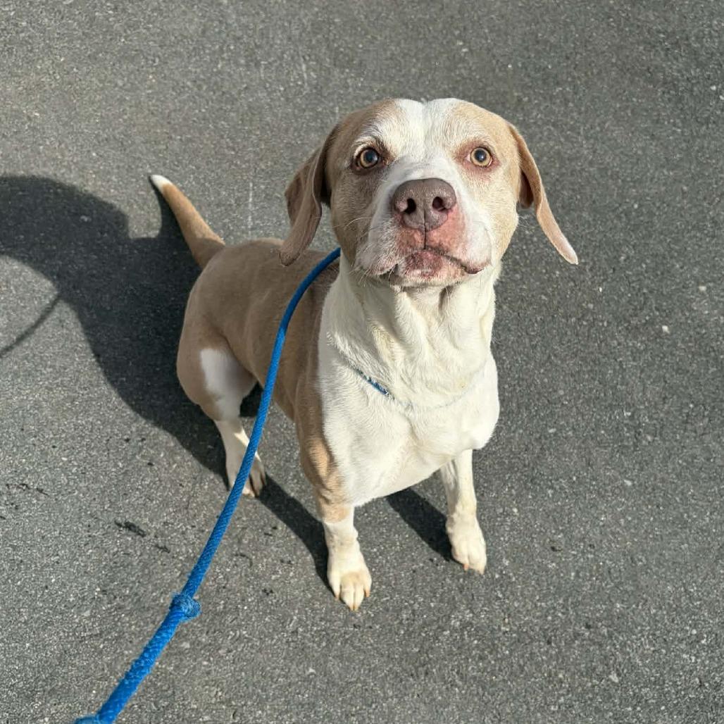 Enlarge Oakley, a Adoptable mixed breed in Concord, NC image 1/5