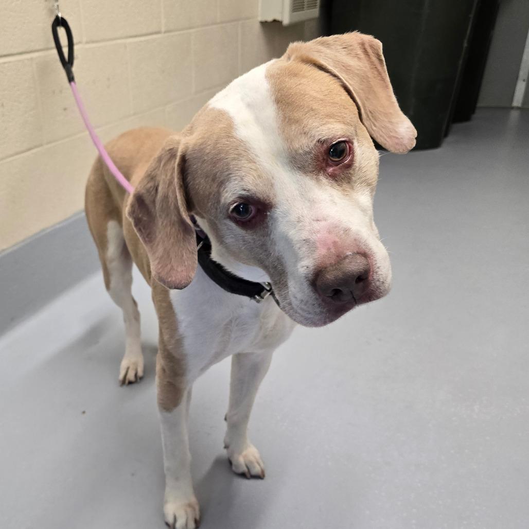 Enlarge Oakley, a Adoptable mixed breed in Concord, NC image 2/5