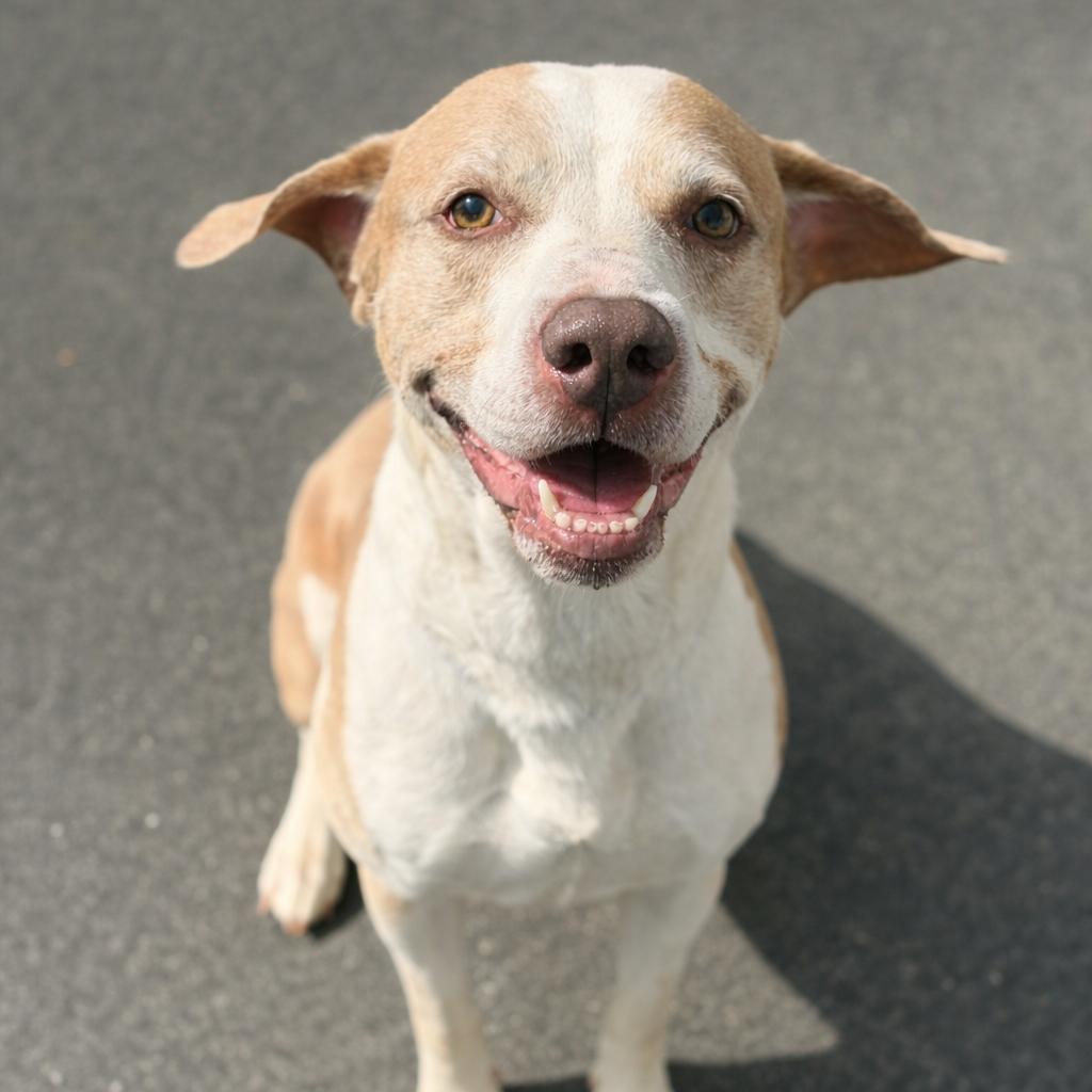Enlarge Oakley, a Adoptable mixed breed in Concord, NC image 3/5
