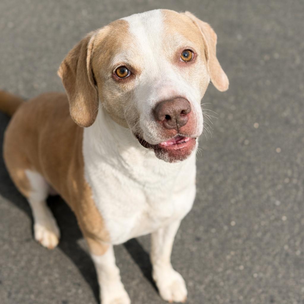 Enlarge Oakley, a Adoptable mixed breed in Concord, NC image 4/5