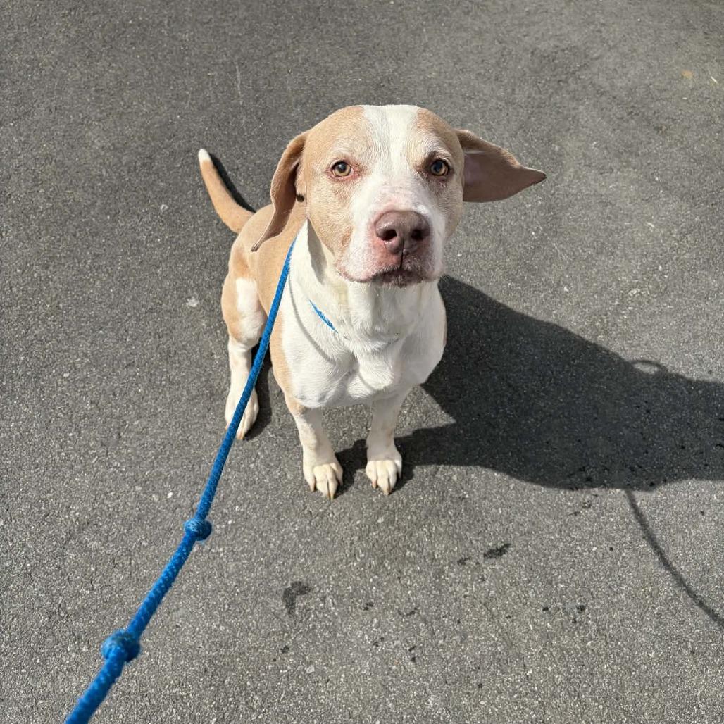 Enlarge Oakley, a Adoptable mixed breed in Concord, NC image 5/5