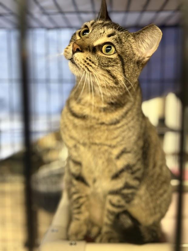 Enlarge Scooter, a Adoptable Tabby in East Amherst, NY image 4/5