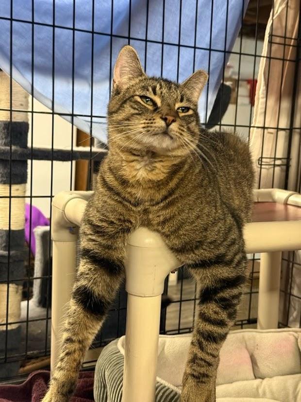 Enlarge Scooter, a Adoptable Tabby in East Amherst, NY image 3/5