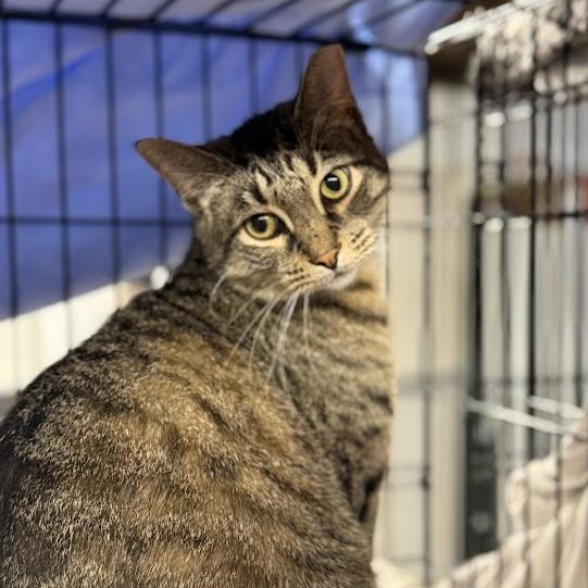 Enlarge Scooter, a Adoptable Tabby in East Amherst, NY image 1/5