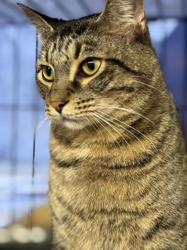 Enlarge Scooter, a Adoptable Tabby in East Amherst, NY image 2/5