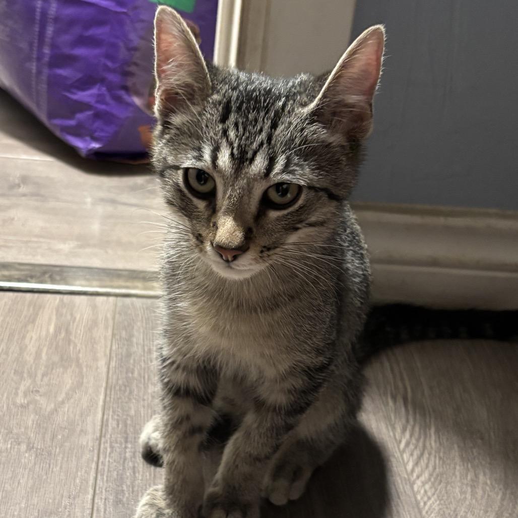 Stripe, Adoptable, Kitten Male Domestic Short Hair.