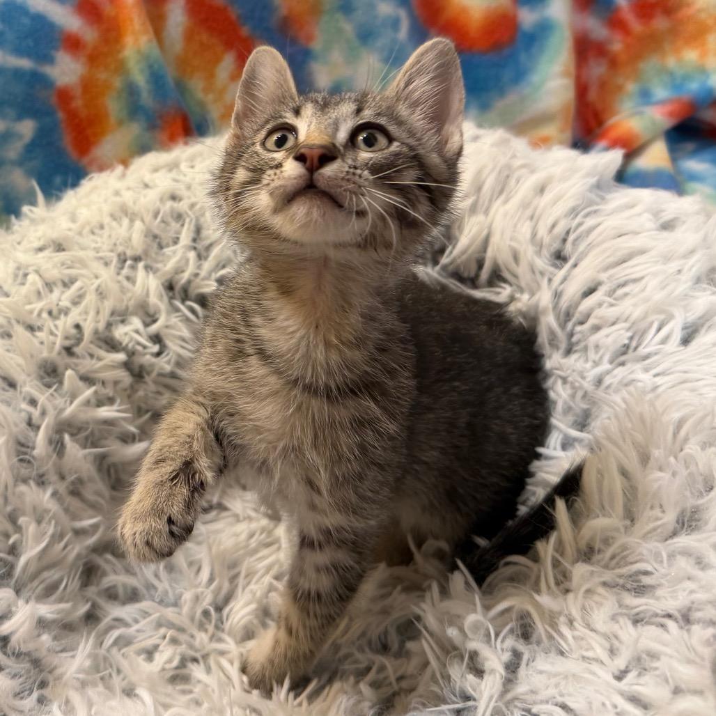 Enlarge Stripe, a Adoptable Domestic Short Hair in Flower Mound, TX image 3/6