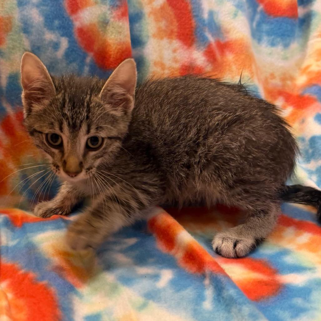 Enlarge Stripe, a Adoptable Domestic Short Hair in Flower Mound, TX image 4/6