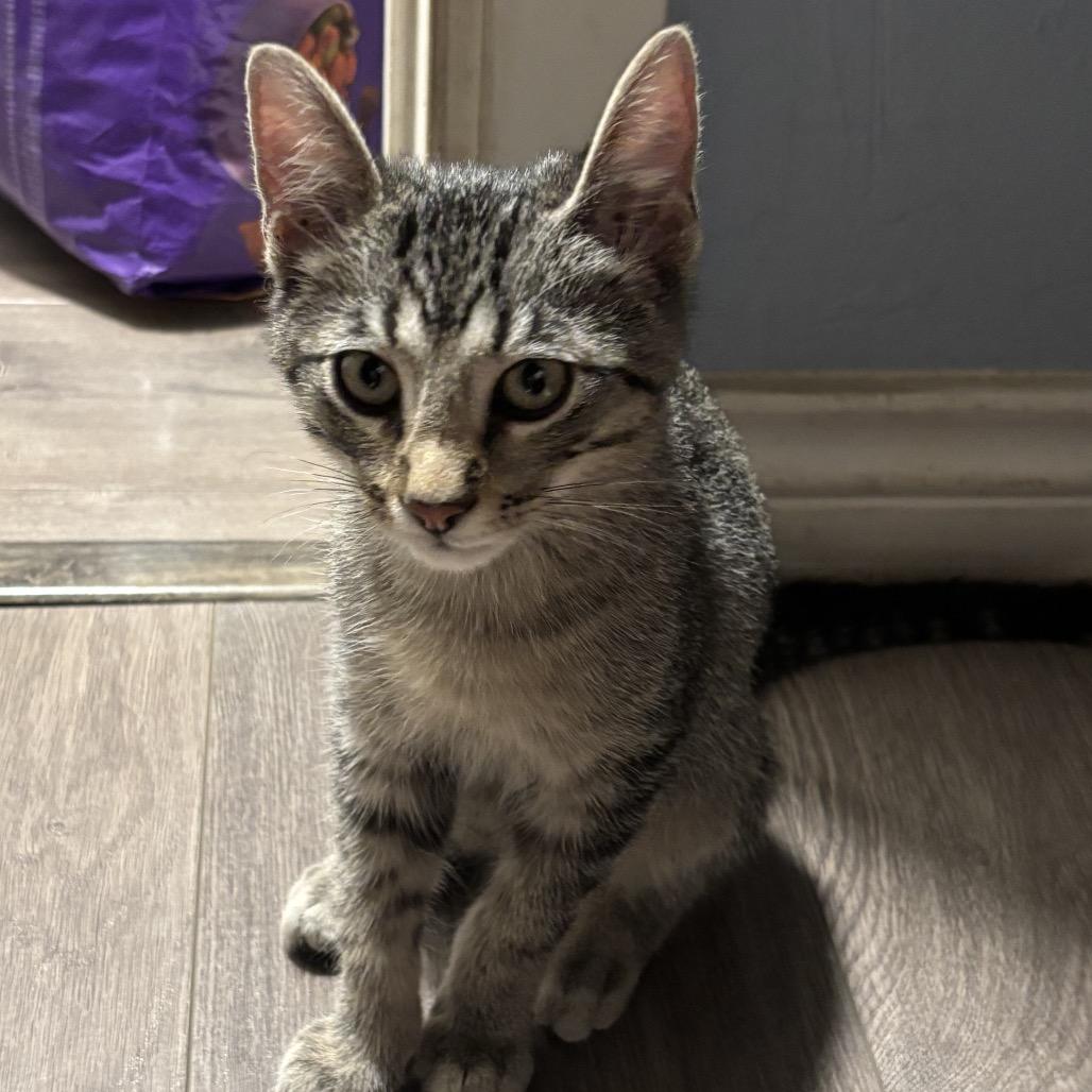 Enlarge Stripe, a Adoptable Domestic Short Hair in Flower Mound, TX image 5/6