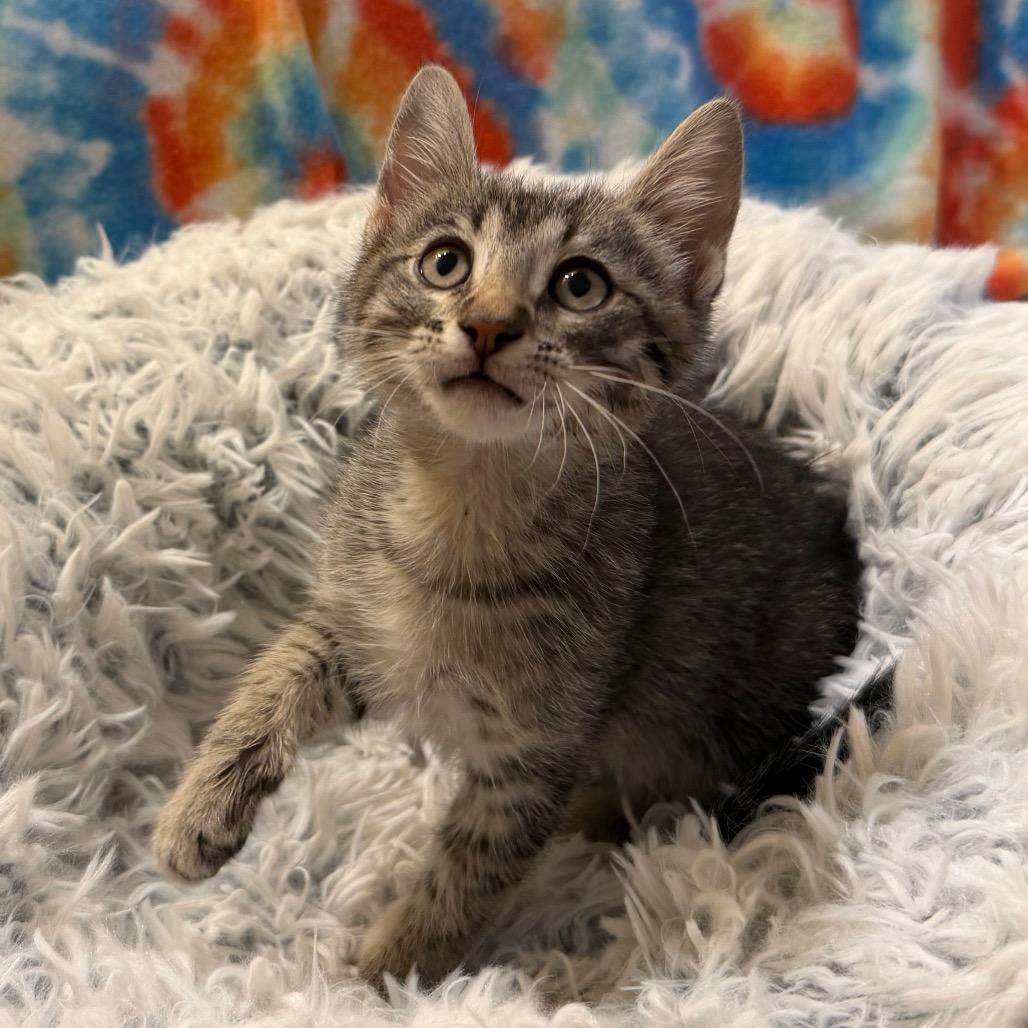 Enlarge Stripe, a Adoptable Domestic Short Hair in Flower Mound, TX image 6/6