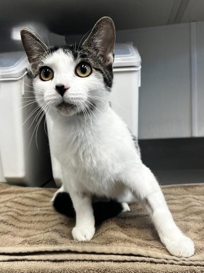 Chloe Kim, ADOPTABLE, Kitten Female Domestic Short Hair.
