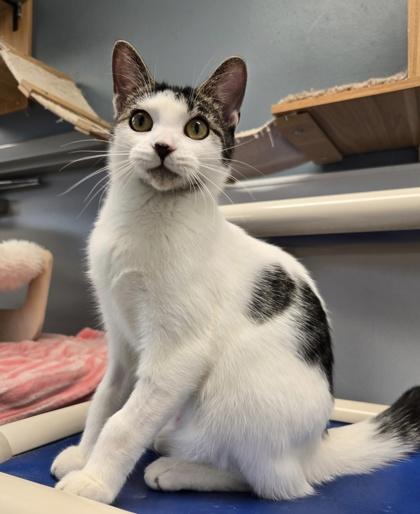 Chloe Kim, ADOPTABLE, Kitten Female Domestic Short Hair.