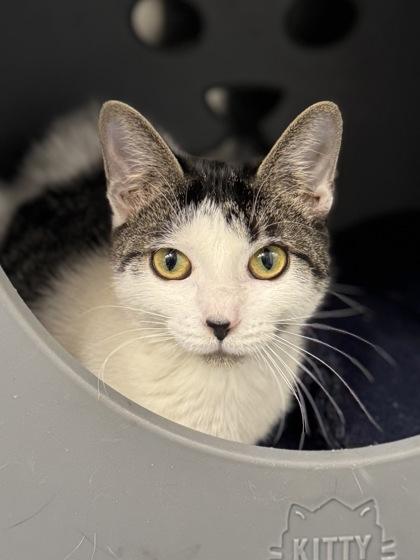 Enlarge Chloe Kim, a ADOPTABLE mixed breed in Tinley Park, IL image 2/2