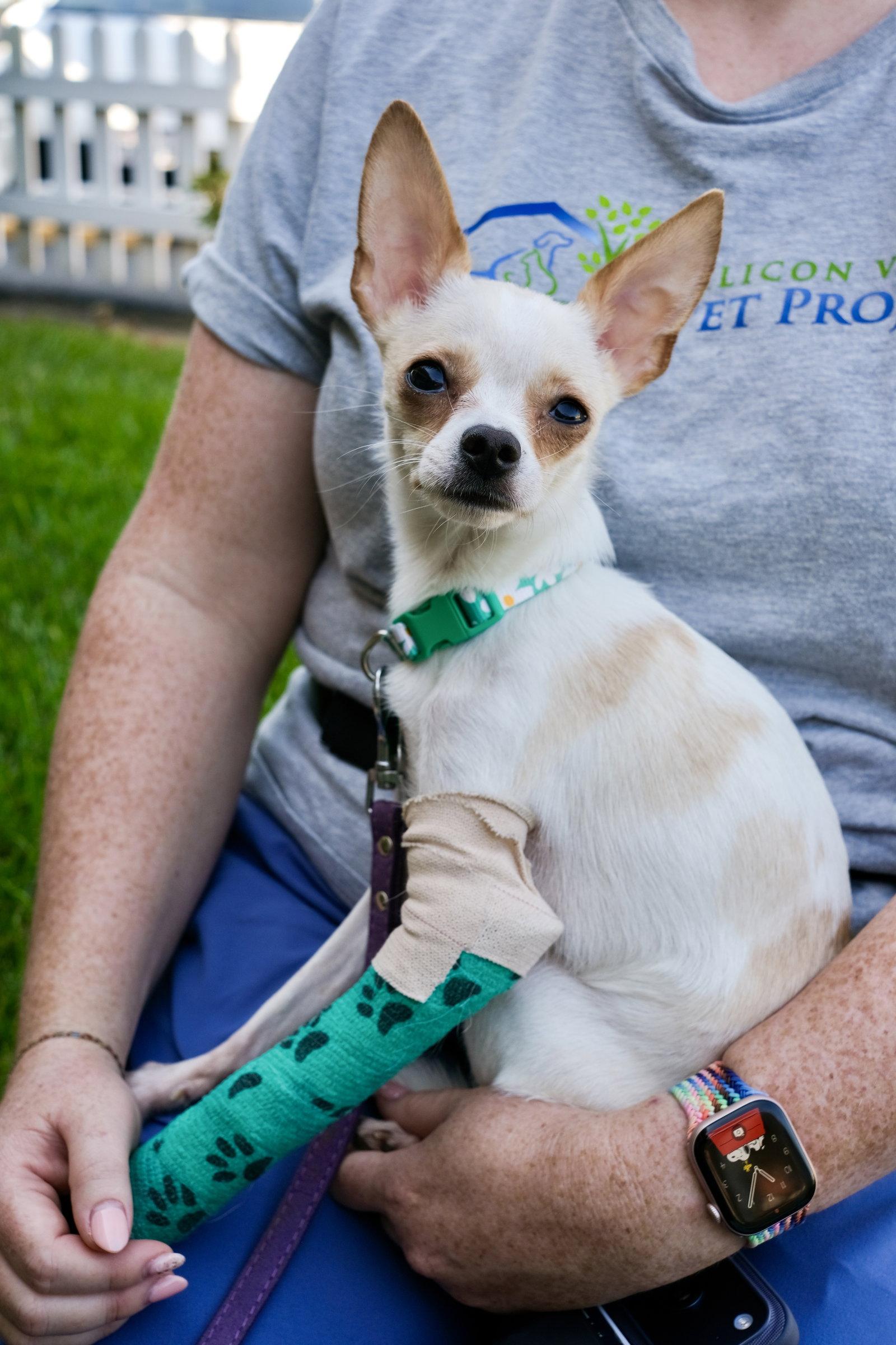 Enlarge Little Girl, a Adoptable Chihuahua in San Jose, CA image 1/3