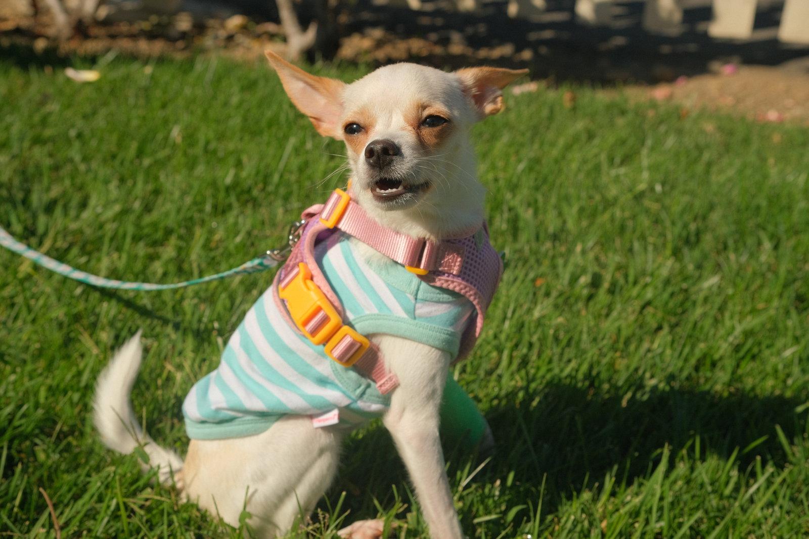 Enlarge Little Girl, a Adoptable Chihuahua in San Jose, CA image 2/3