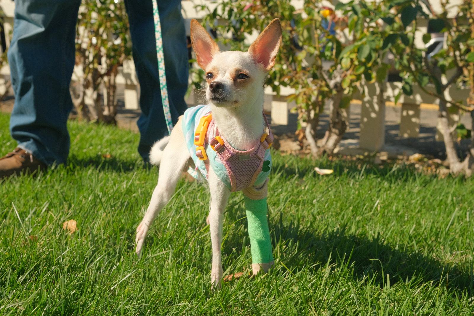 Enlarge Little Girl, a Adoptable Chihuahua in San Jose, CA image 3/3