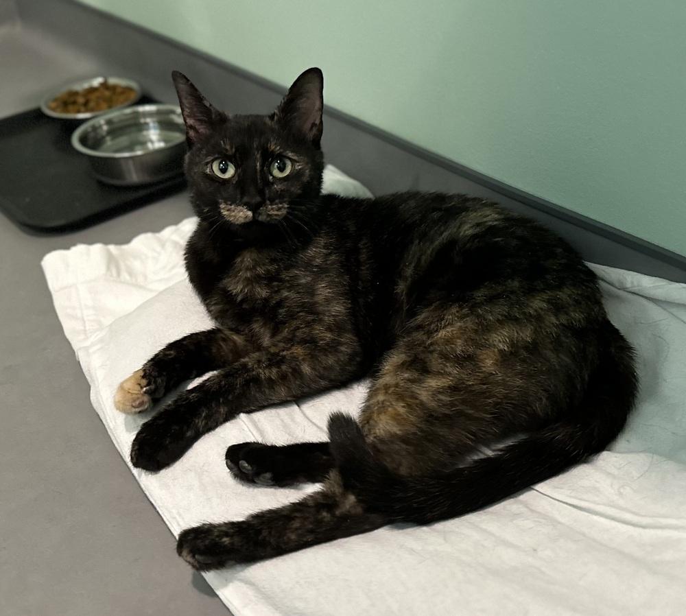 Enlarge Nellie, a Adoptable mixed breed in Norristown, PA image 1/4