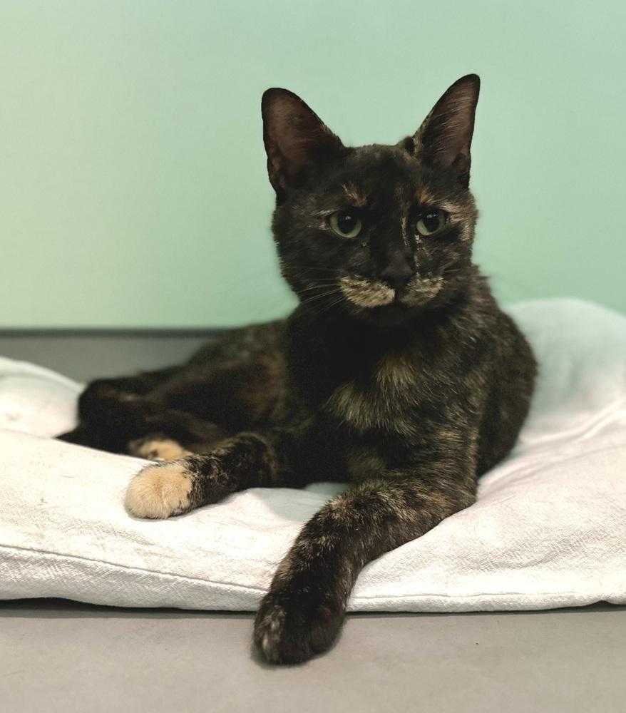 Enlarge Nellie, a Adoptable mixed breed in Norristown, PA image 2/4