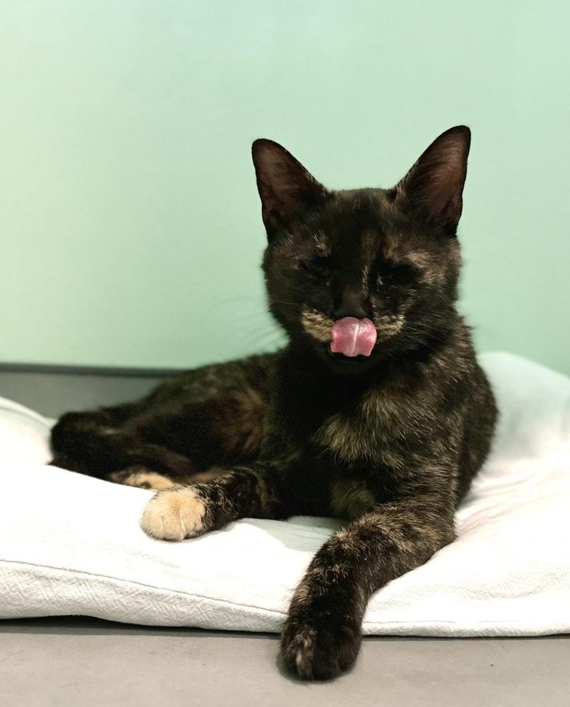 Enlarge Nellie, a Adoptable mixed breed in Norristown, PA image 3/4