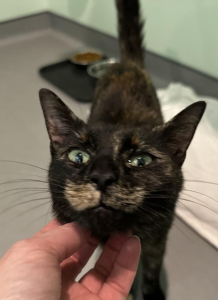 Enlarge Nellie, a Adoptable mixed breed in Norristown, PA image 4/4