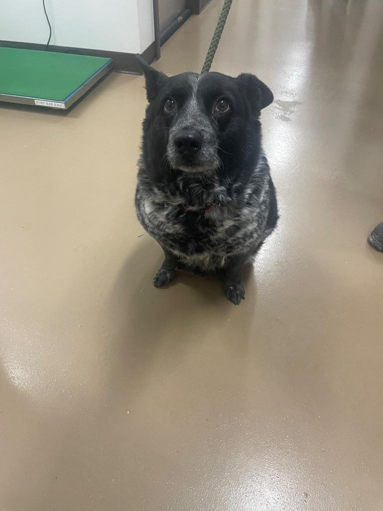 Enlarge Wyatt, a Adoptable Cattle Dog in Springfield, TN image 1/1