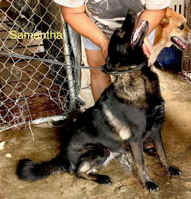 Enlarge Samantha, a Adoptable mixed breed in Los Angeles, CA image 2/3