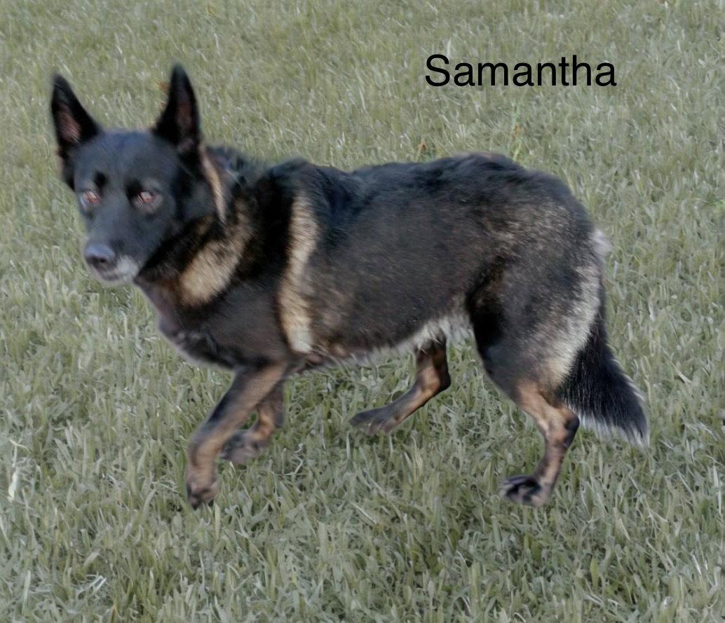 Enlarge Samantha, a Adoptable mixed breed in Los Angeles, CA image 3/3