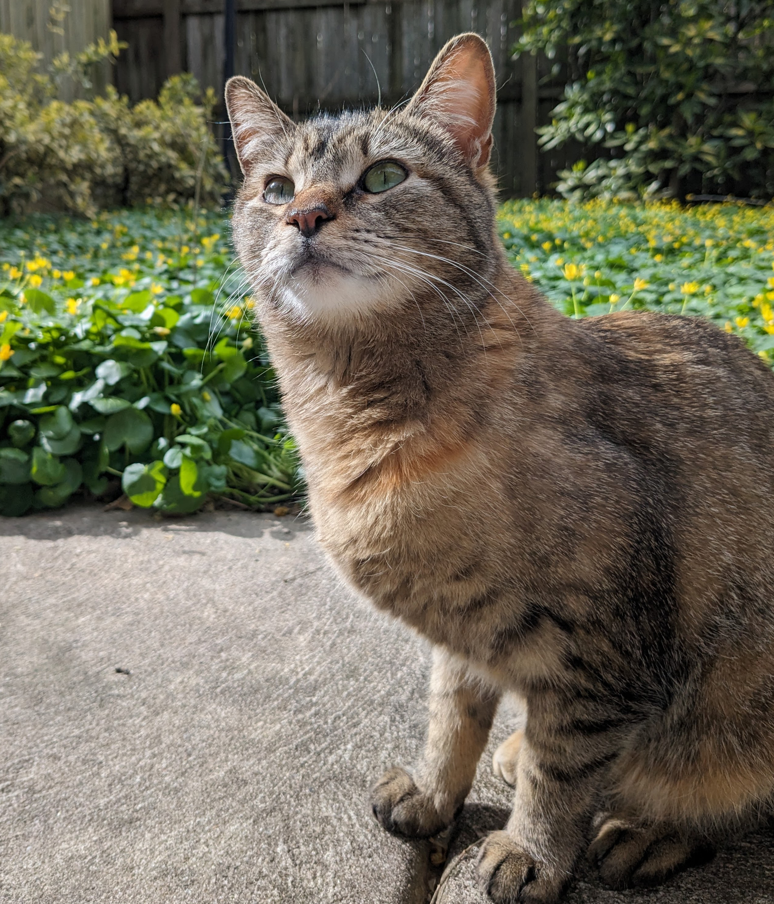 Toucan Starling, a Adoptable Domestic Short Hair in Philadelphia, PA image 2/6
