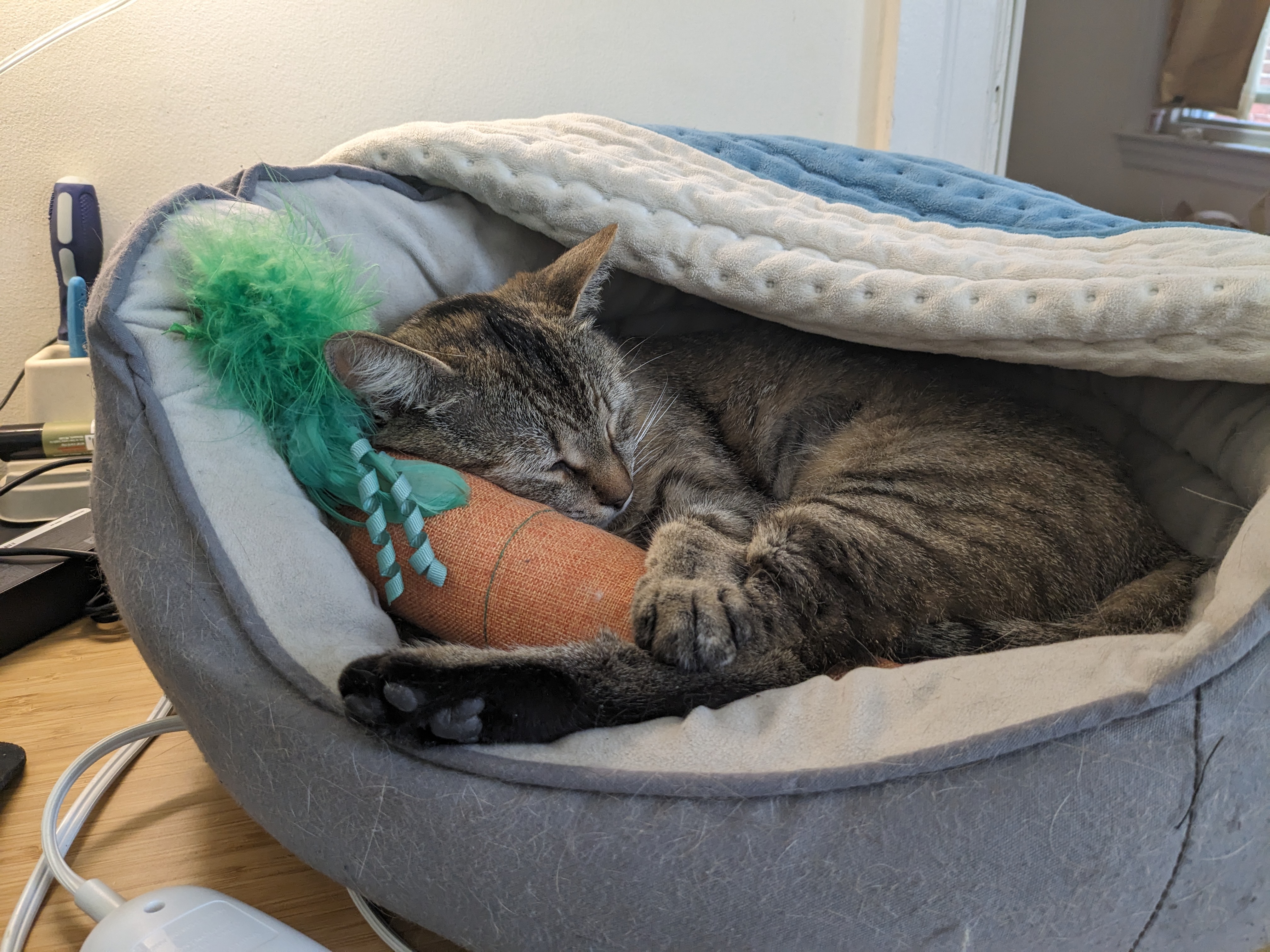 Toucan Starling, a Adoptable Domestic Short Hair in Philadelphia, PA image 4/6